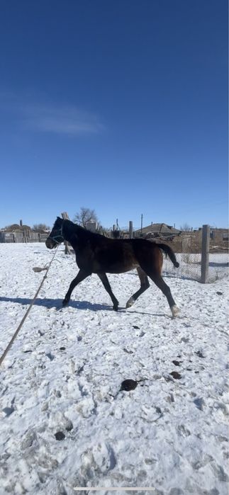 Айгыр 5жасар сатылады