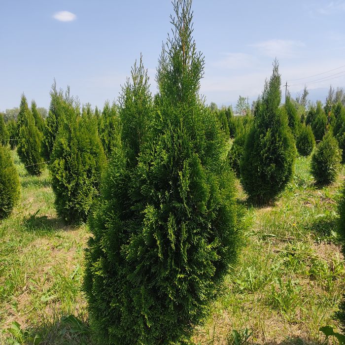Туя Смарагд - Пирамидальная 1.7-1.8 метра, цена 35000 тг. Оптом в Алма