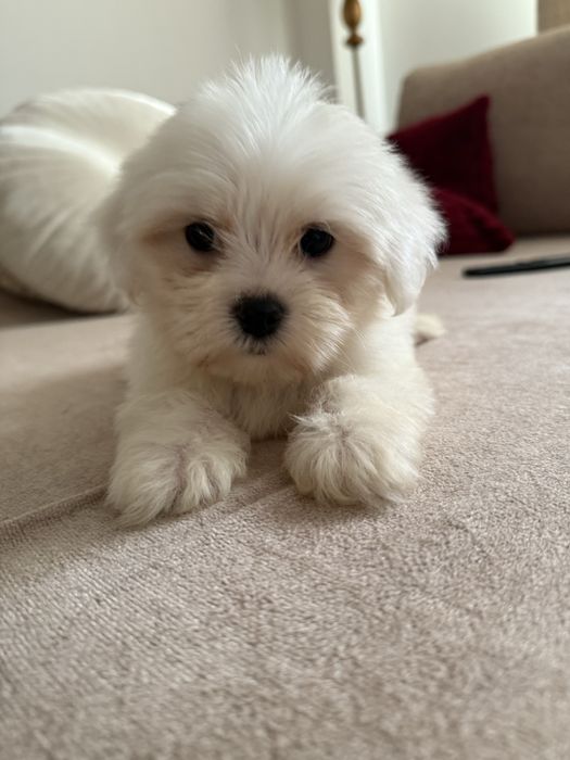 Baietel bichon maltez toy