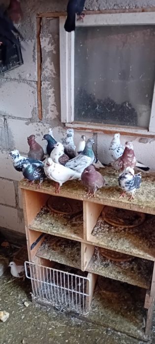 Vând Porumbei voiajori