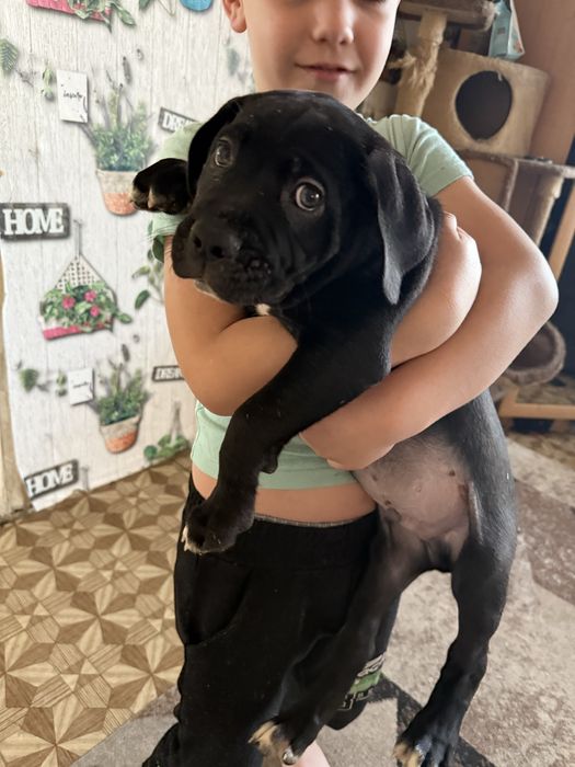 Шенки кане корсо