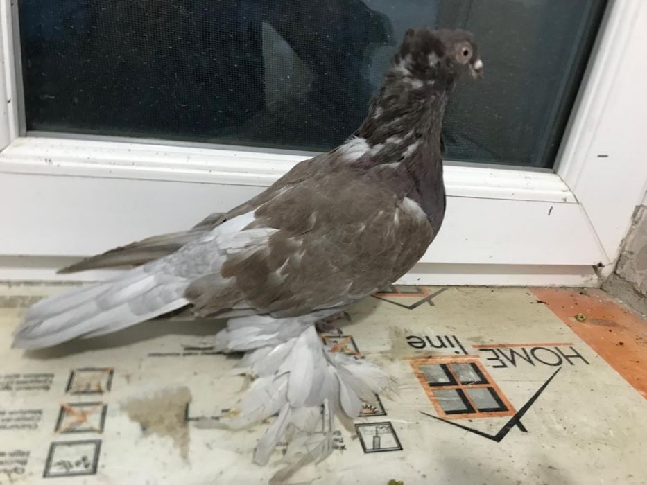 Голуби лётные продам