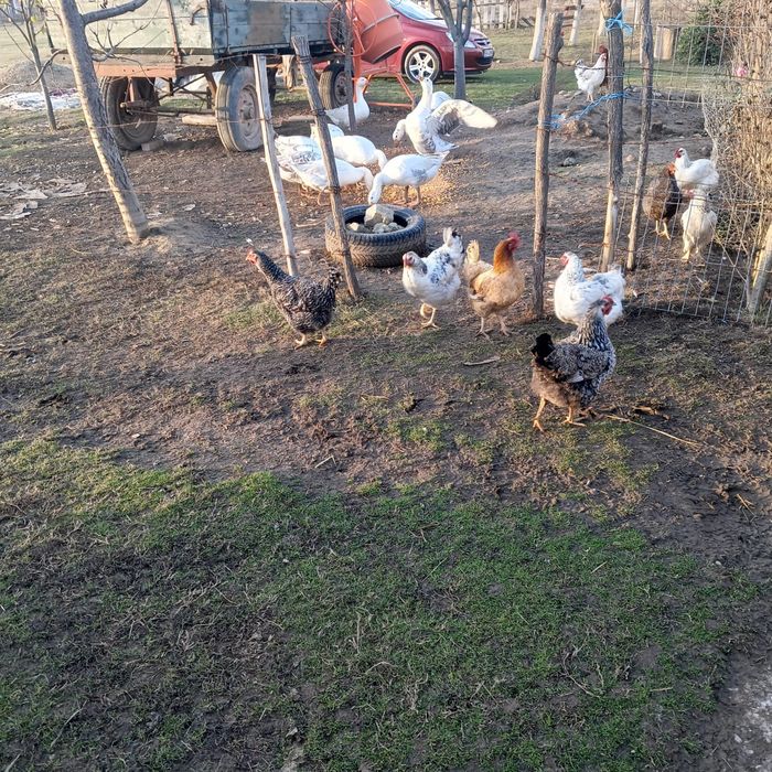 Vând gâște crescute bio