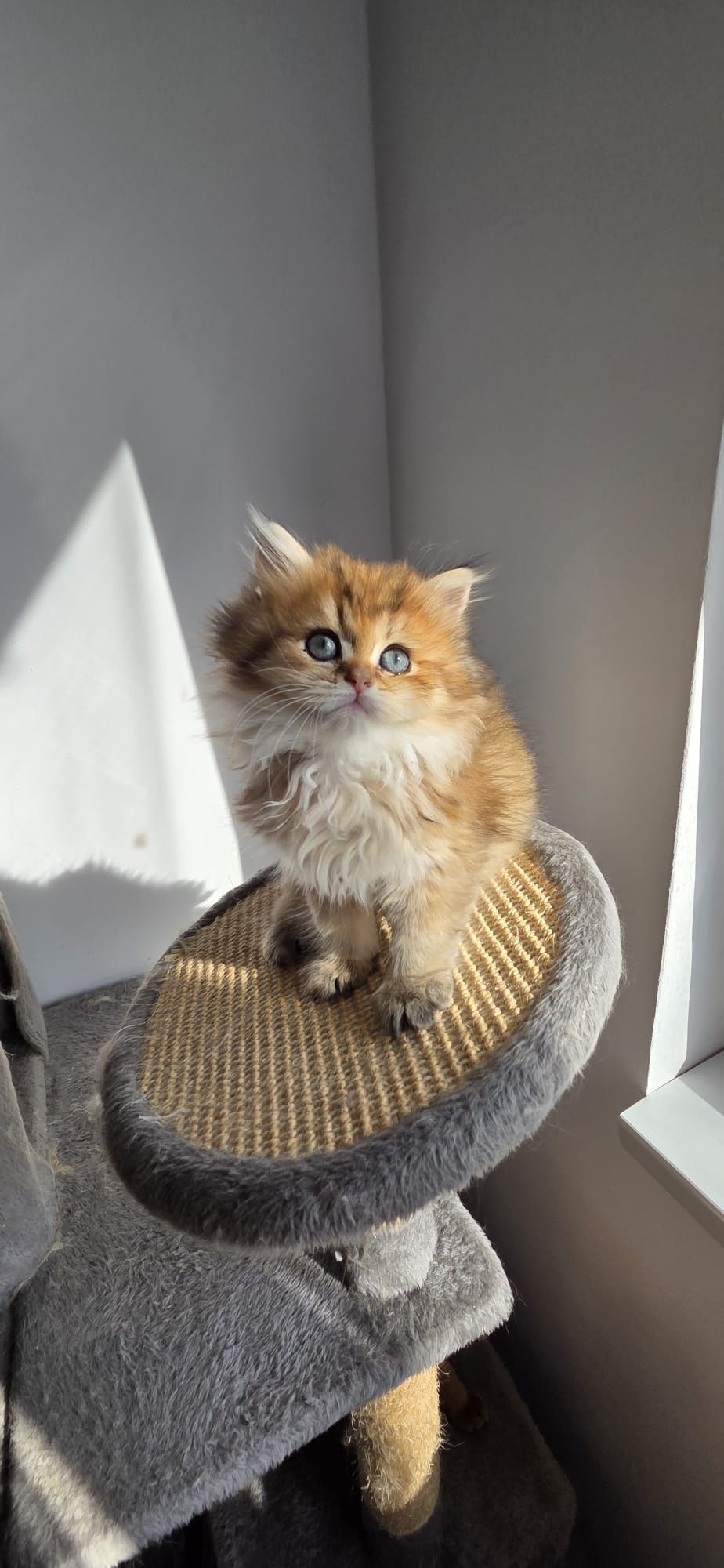 British longhair cu pedigree