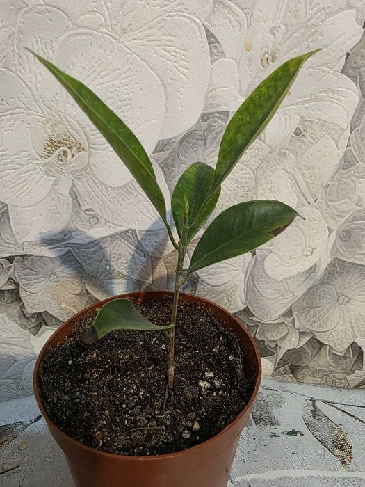 Продам комнатные растения