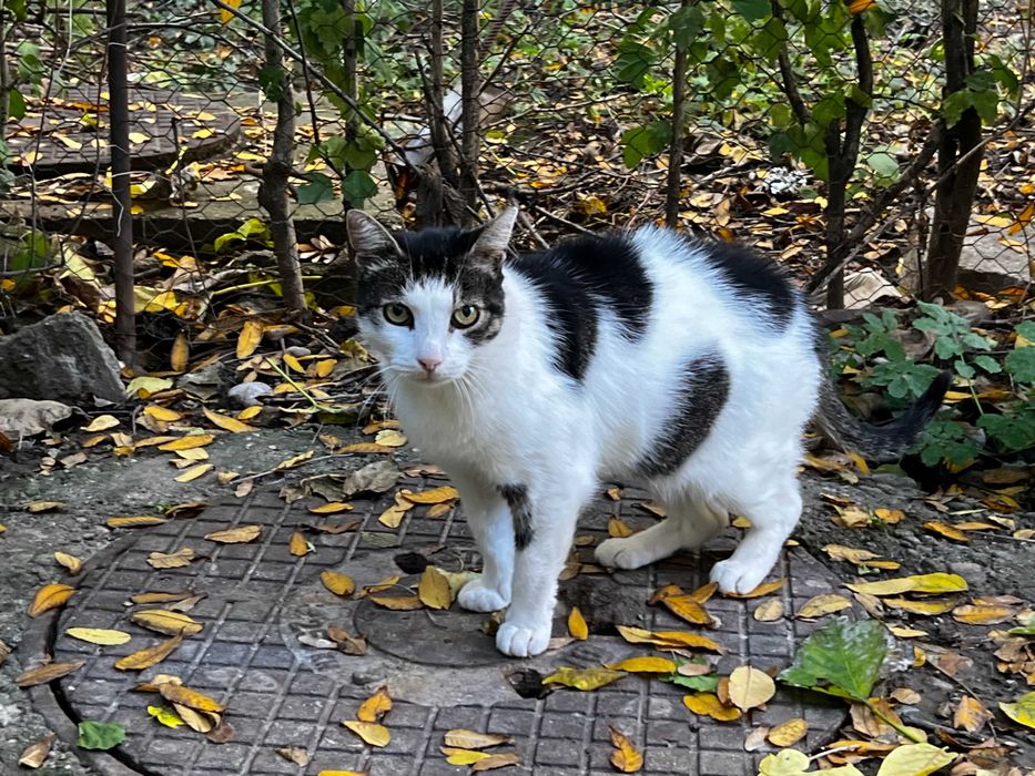 Pisică găsită – căutăm stăpânul sau o familie iubitoar