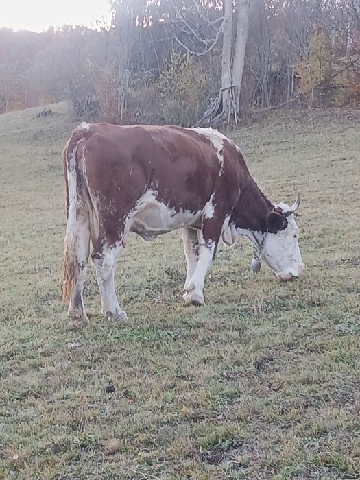 Vand vaca batrana si cu lapte !