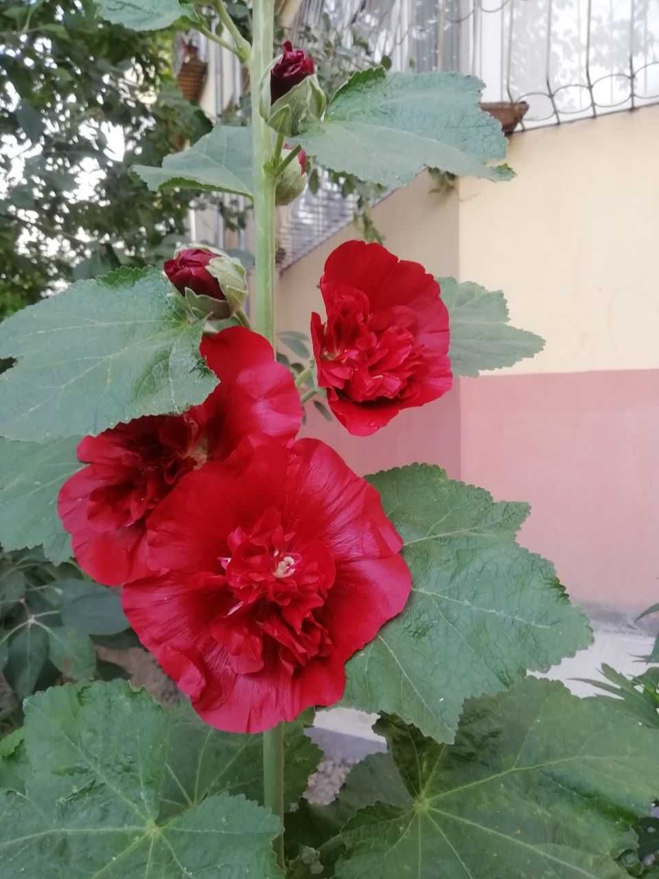 Ирисы белые, мальва,  дуб, каштан