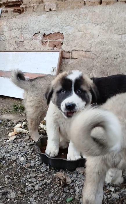 Продават се 4 кученца порода Алабай