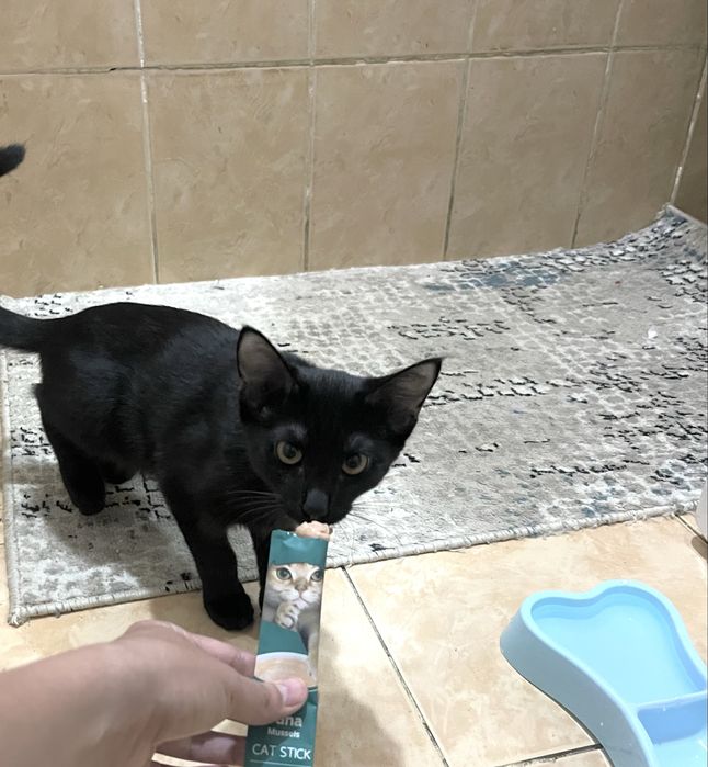 Котенок в добрые руки