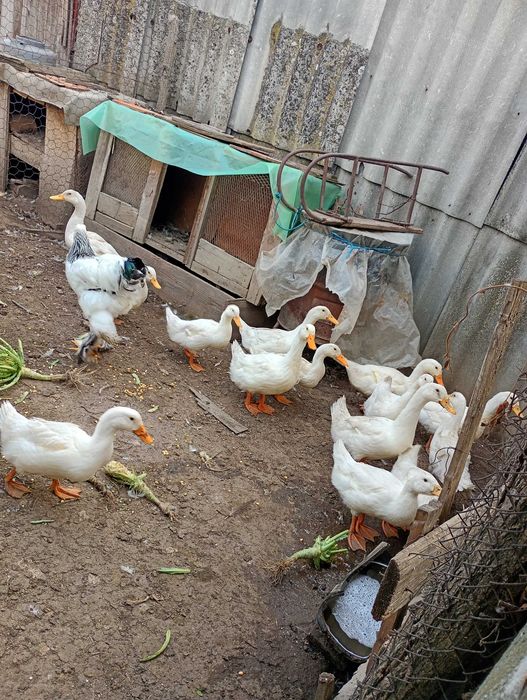 Vând rate pekin.
