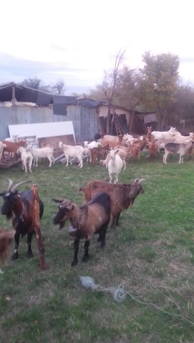 Продавам 30 ярета