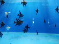 Скалярии аквариумные рыбки