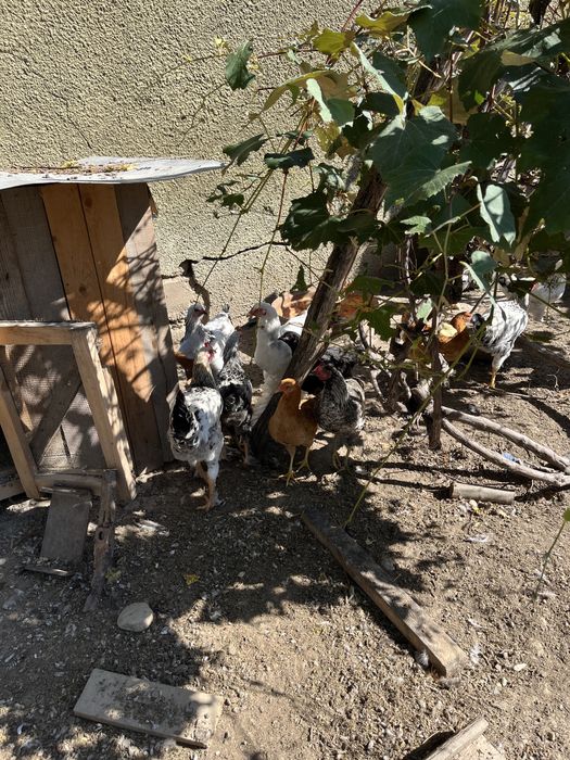 Vand gaini diferite rase