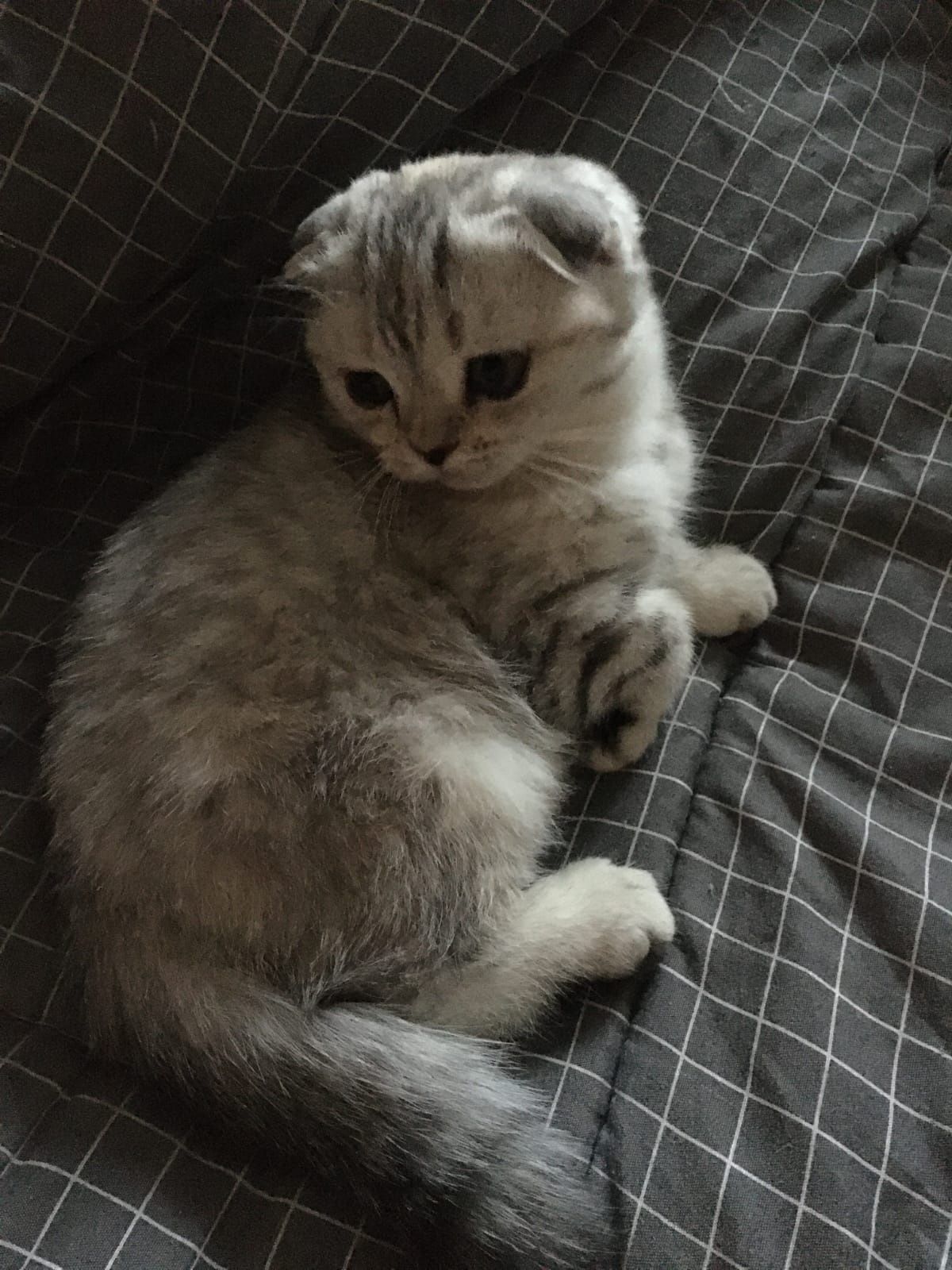 Котенок вислоухий