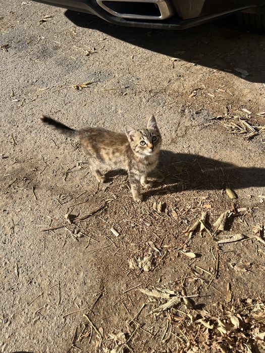 Котенок в добрые руки
