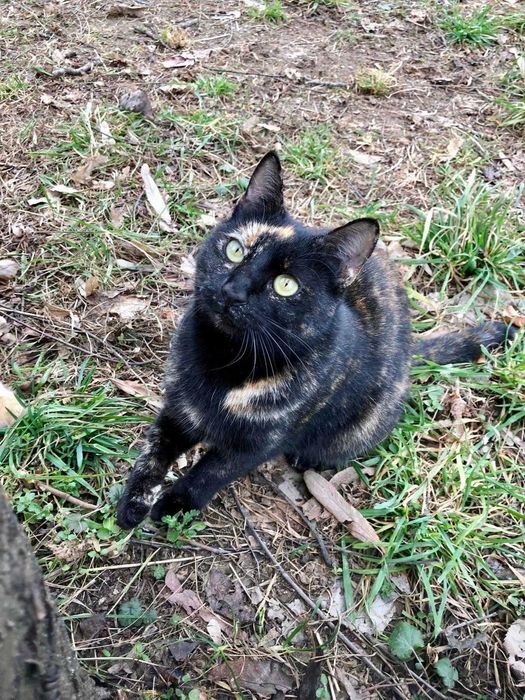 Tortie, pisicuta sterilizata pentru adoptie
