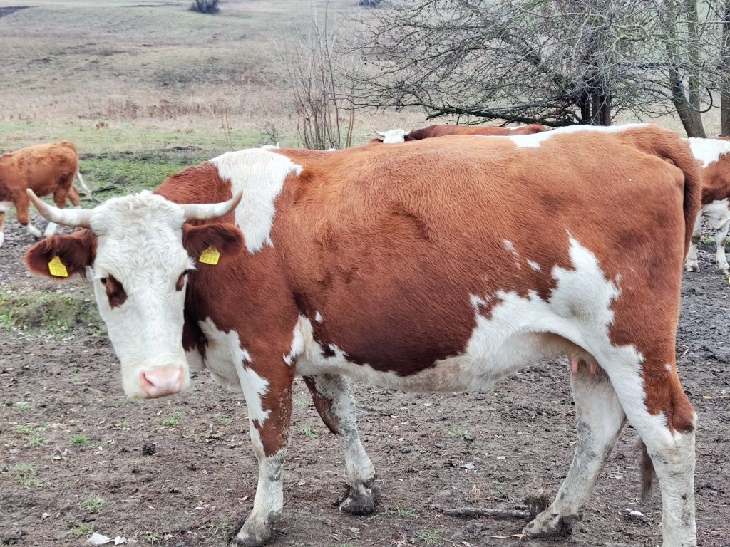 Vaci Baltata Romaneasca de vanzare
