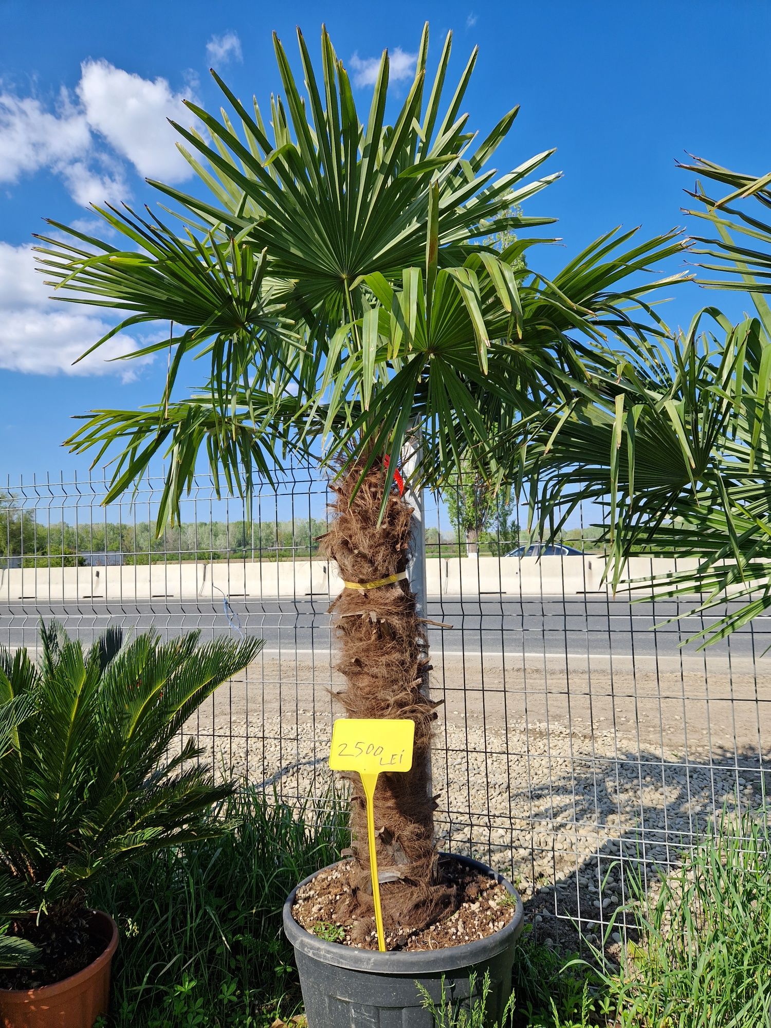 Vand palmieri trachycarpus fortunei, chamaerops excelsa,  humilis, etc
