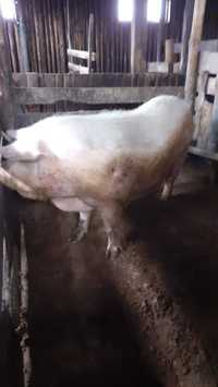 Продам свиноматку Ландрас +Крупная белая