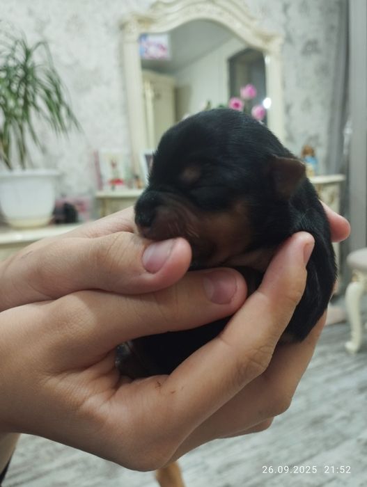 Йоркширский терьер мини