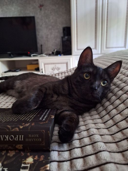 Отдам в добрые руки