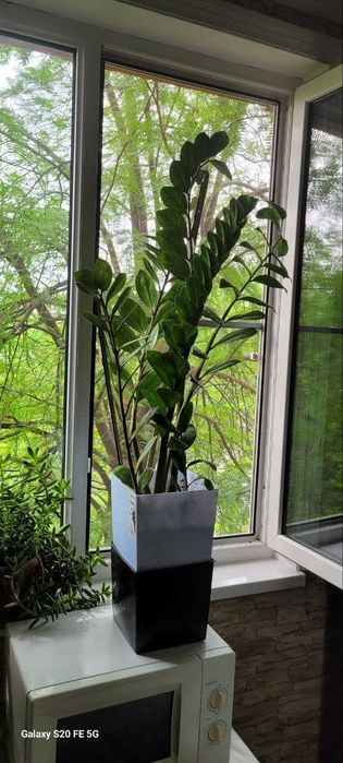 Растение Замиокулькас 2 горшка