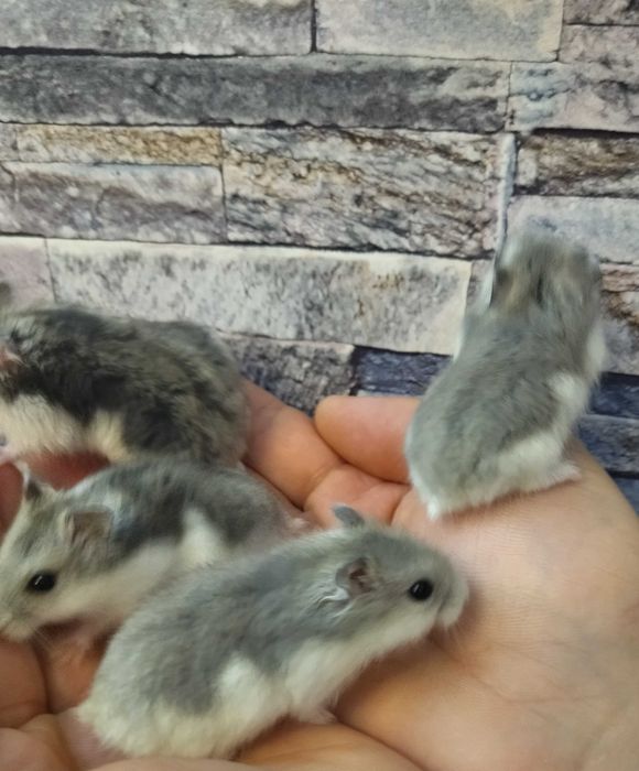 Hamsteri deosebiți diverse culori pui foarte blânzi si cuminți