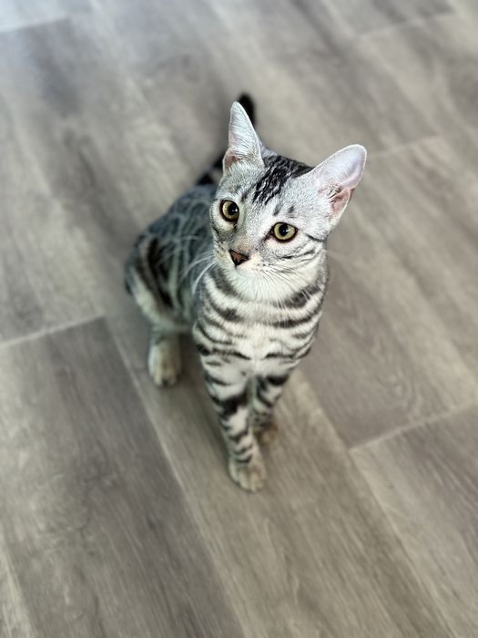 Бенгальска кошечка