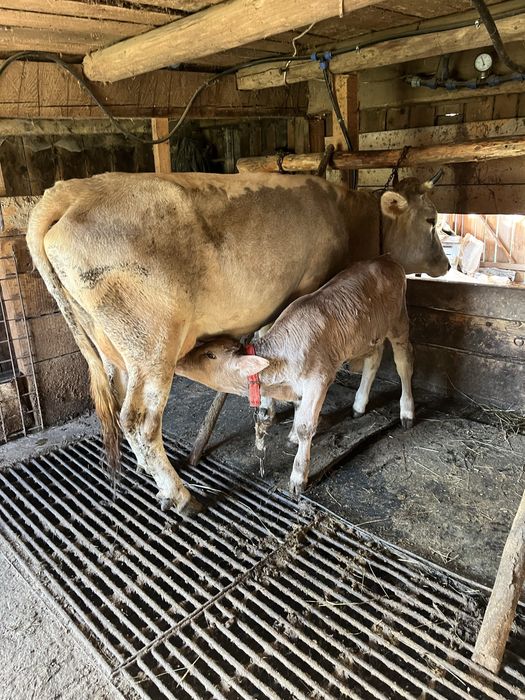 Vaca de vinzare cu vitel