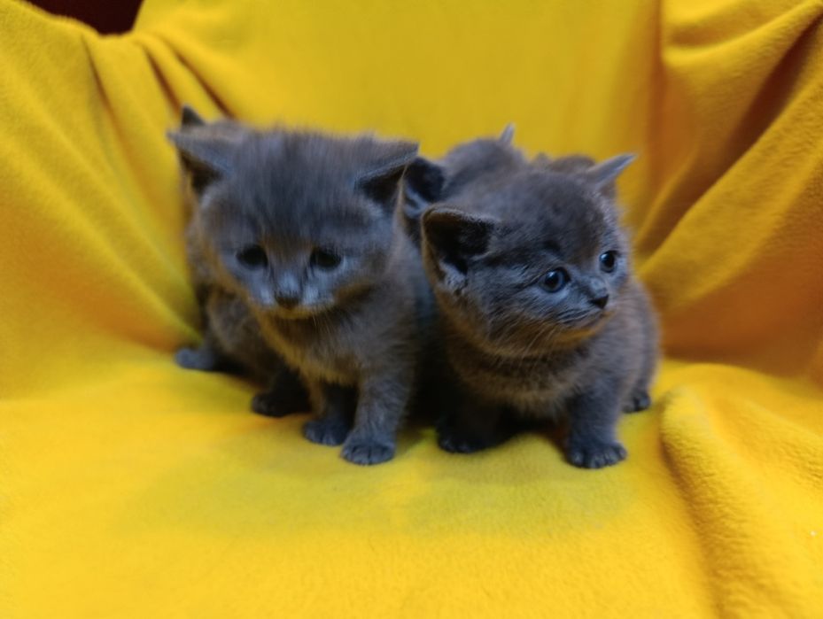 Котета порода Руска синя котка