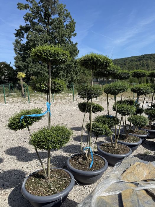 Vând plante ornamentale, calitate extra