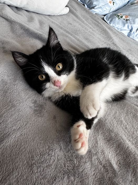 Отдам котенка девочку бесплатно