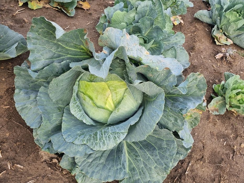Varza alba de toamna