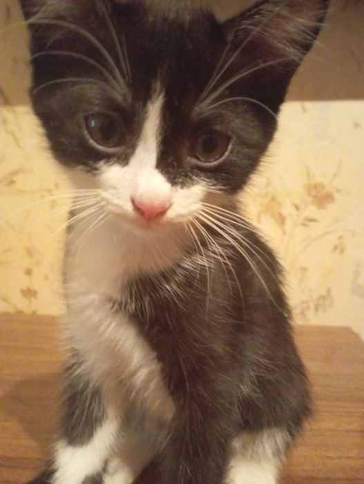 Отдам котят в хорошие руки