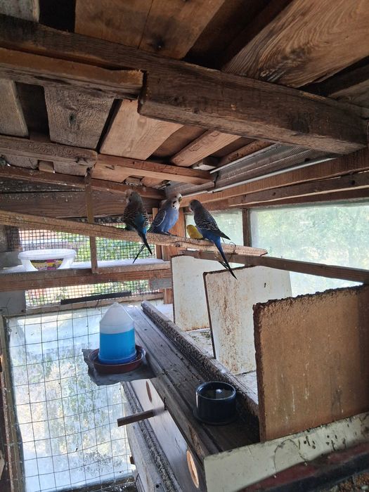 Cinci peruși de vânzare