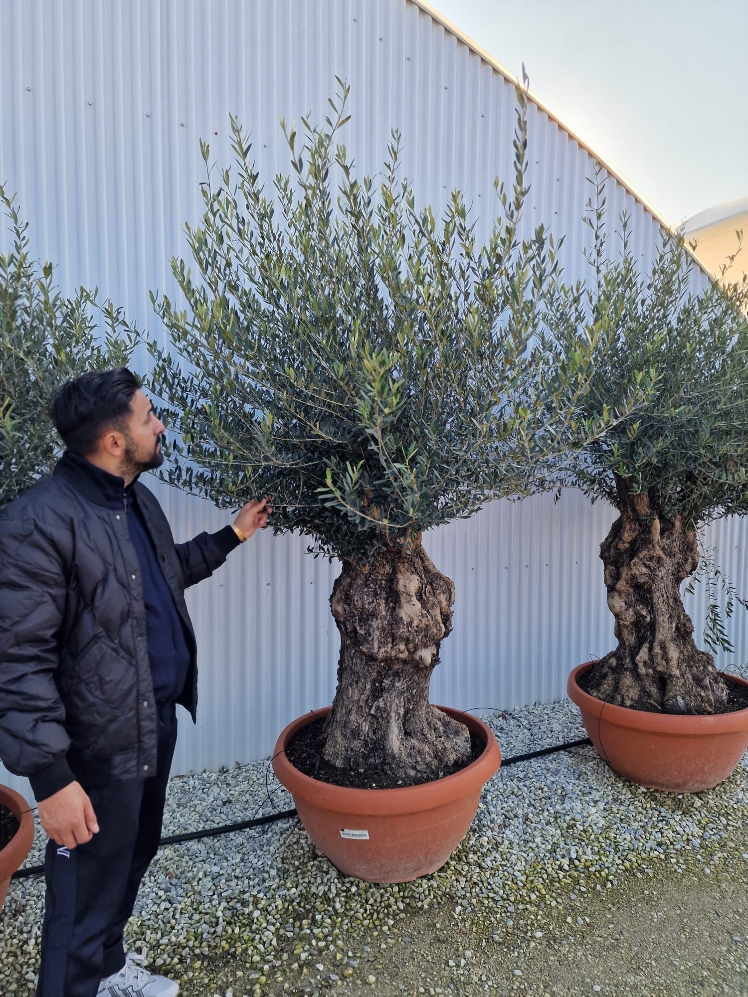 Vand maslini ( olea europaea ) maslini seculari,  bonsai, plante