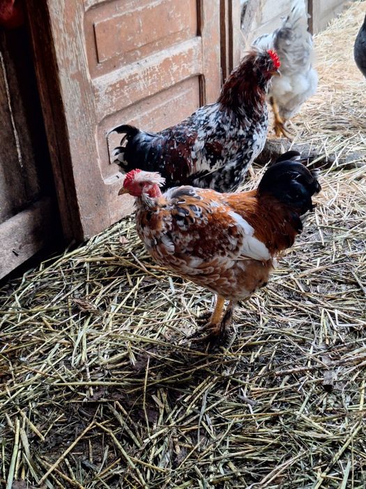 Cocoși  de casă de vânzare