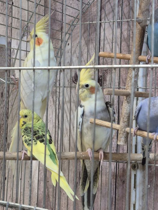 Продавам папагали корела