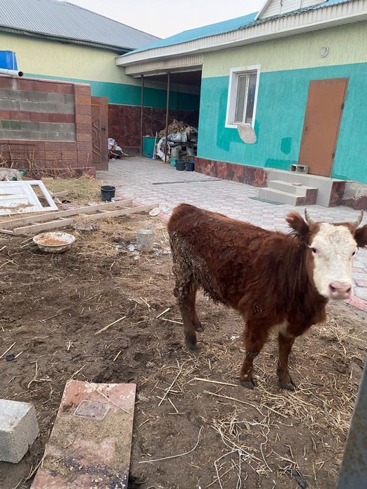 Бұзау сатылады. Бағасы 370 000. Жасы 2-де,