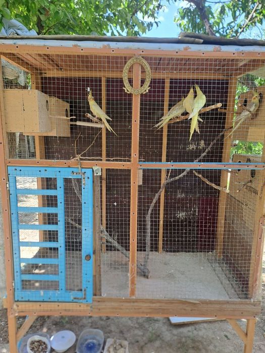 Papugay sotiladi turishi 13000