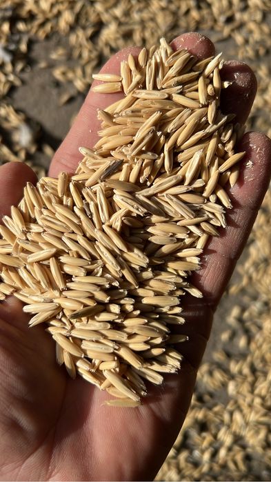 Овёс в городе росыпь