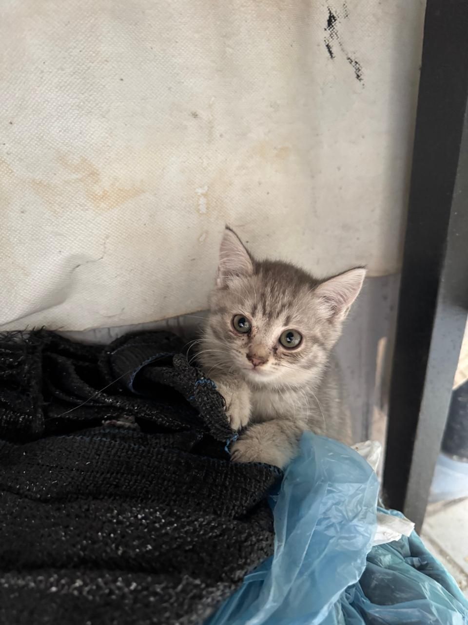 Отдам котят к латку приучены
