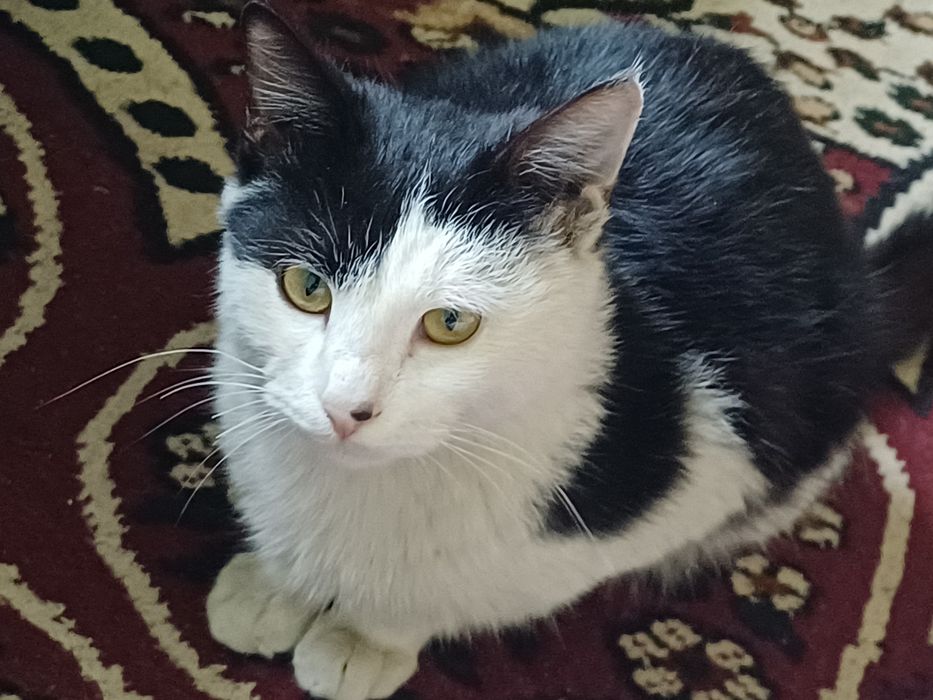 Mushuk tekinga beriladi.