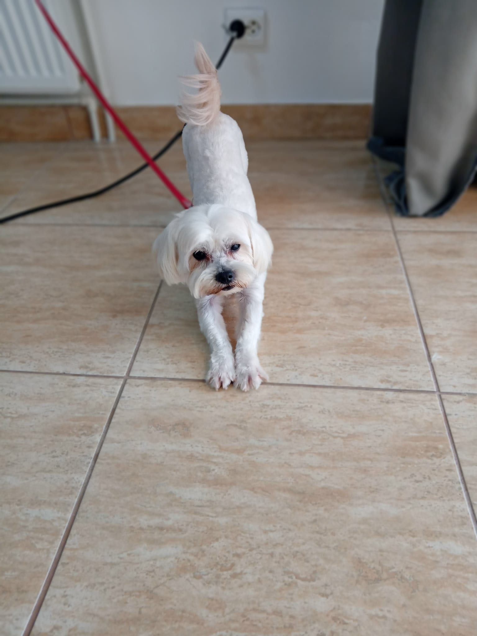 Frezerie Canină și Felină Galați !