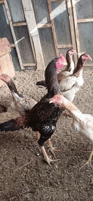 Жужа Хуроз Товук пар зури.