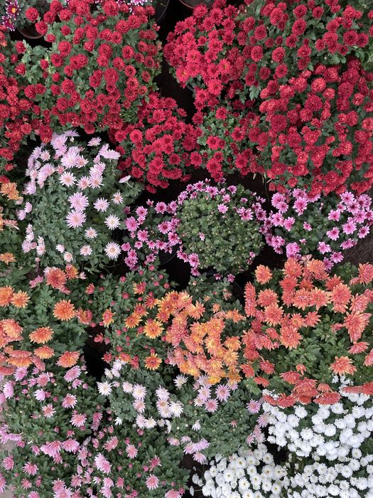 Хризантема мультифлора,крупноголовая