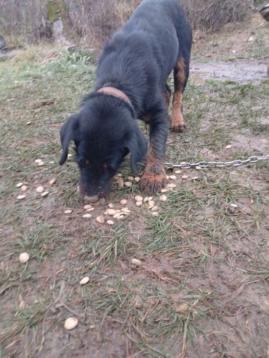 Jagdterrier de vânătoare