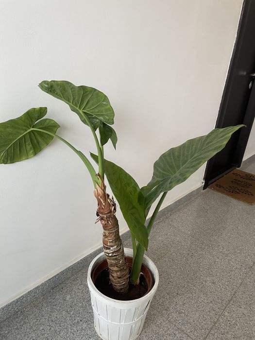 Planta de interior - Alocasia Macrorrhiza, 85 cm inaltime