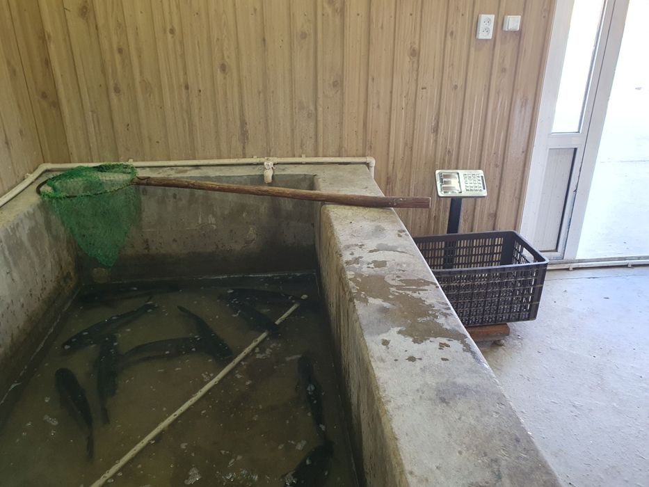 Тайёр бизнес сотилади балик маркази